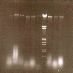 Like Drone Razors Through Flesh Sphere : Synthetic Hybridization